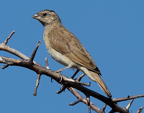 Long-tailed Paradise-Whydah female